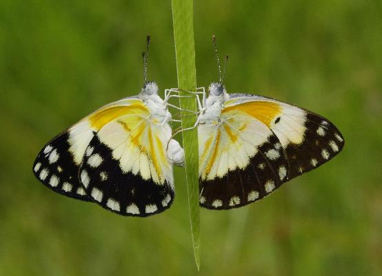 Colotis vesta amelia copula UNS